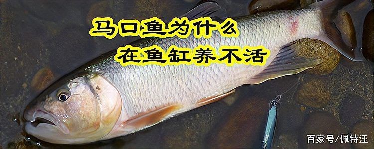 馬口魚為什么出水就死【為什么馬口魚出水就死】 馬口魚為什么出水就死【為什么馬口魚出水就死】 龍魚百科 第2張
