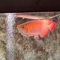 龍魚爛頭怎么治療最好【關于龍魚爛頭病的治療方案】
