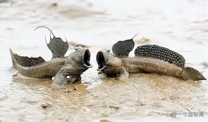 彈跳魚(yú)是兩棲動(dòng)物嗎【會(huì)彈跳的彈涂魚(yú)為何可以在陸地上生存它們是如何呼吸的】