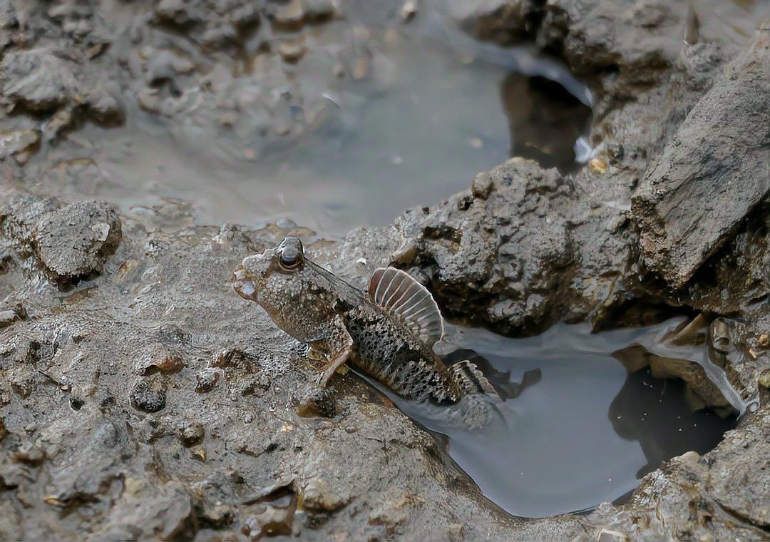彈跳魚(yú)是兩棲動(dòng)物嗎【會(huì)彈跳的彈涂魚(yú)為何可以在陸地上生存它們是如何呼吸的】