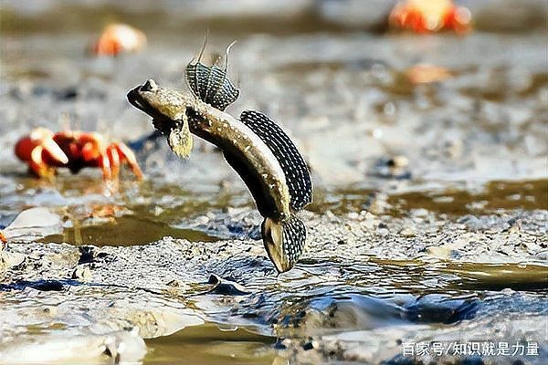 彈跳魚(yú)是兩棲動(dòng)物嗎【會(huì)彈跳的彈涂魚(yú)為何可以在陸地上生存它們是如何呼吸的】