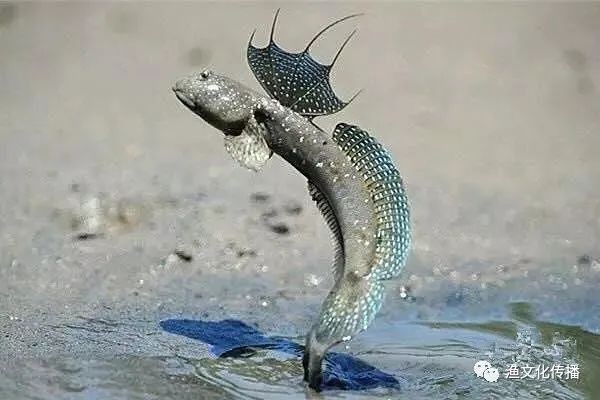 彈跳魚(yú)是兩棲動(dòng)物嗎【會(huì)彈跳的彈涂魚(yú)為何可以在陸地上生存它們是如何呼吸的】