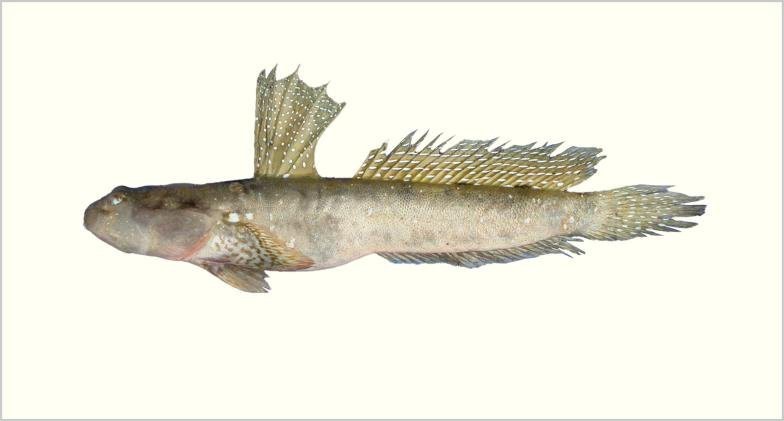 彈跳魚(yú)是兩棲動(dòng)物嗎【會(huì)彈跳的彈涂魚(yú)為何可以在陸地上生存它們是如何呼吸的】