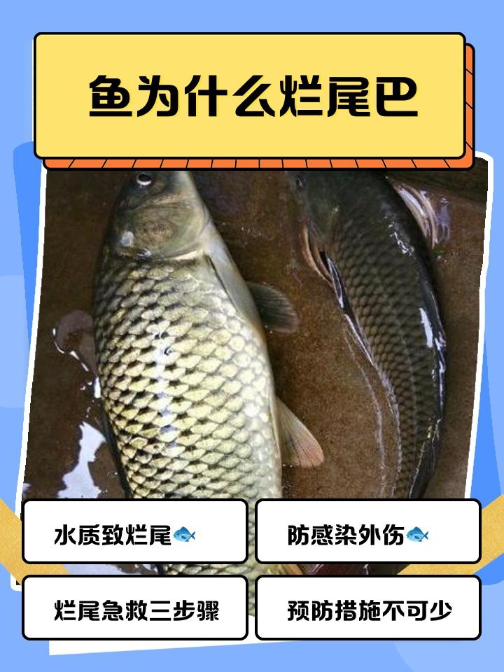 如何預防龍魚爛尾病的發(fā)生？【廣州龍魚祥龍魚祥龍魚場編輯龍魚爛尾爛鰭怎么辦】
