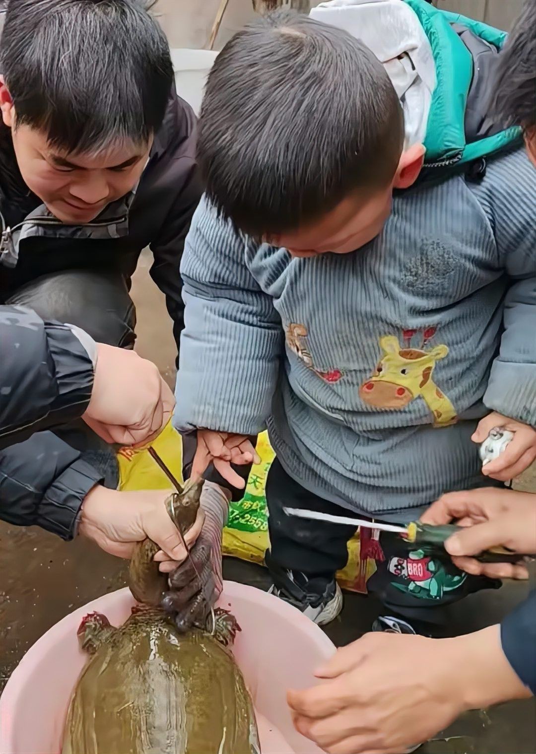 甲魚(yú)牙齒放大照片【甲魚(yú)牙齒在顯微鏡下有什么特征】