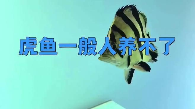 虎魚為什么不建議養【虎皮魚為什么不建議養】 虎魚為什么不建議養【虎皮魚為什么不建議養】 龍魚論壇 第1張