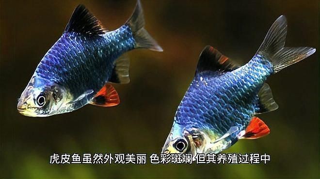 虎魚為什么不建議養【虎皮魚為什么不建議養】 虎魚為什么不建議養【虎皮魚為什么不建議養】 龍魚論壇 第5張