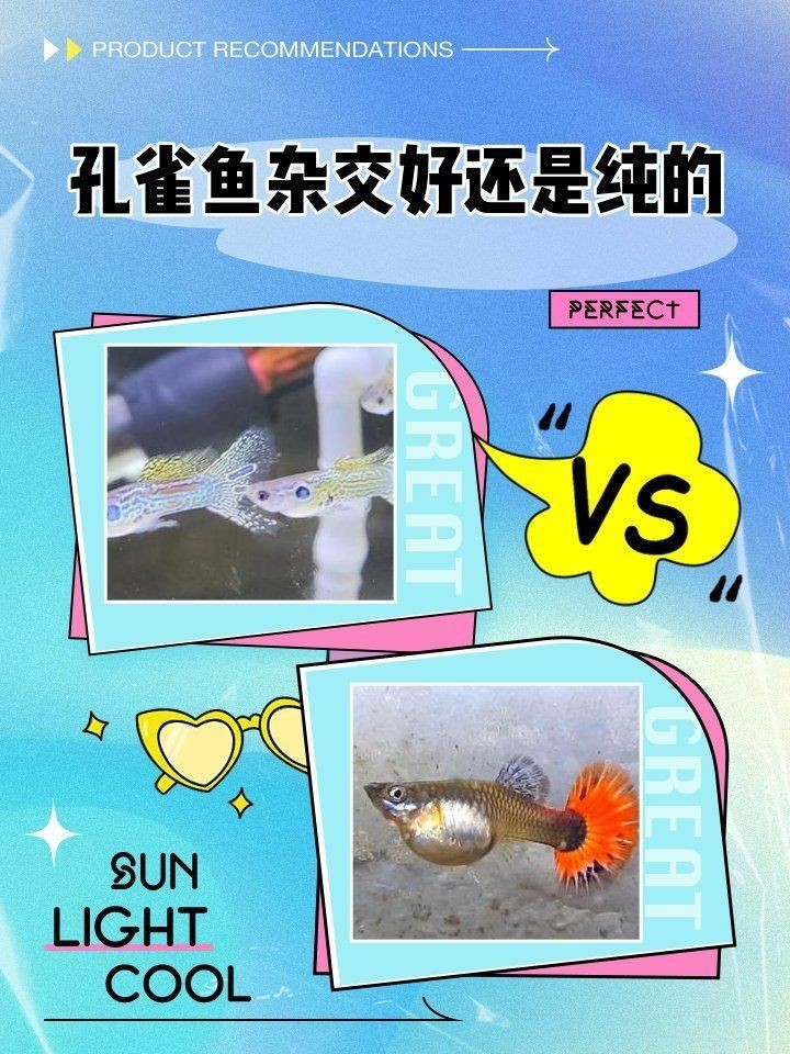 孔雀魚雜袍和純種哪個好【孔雀魚雜袍與純種各有優劣】 孔雀魚雜袍和純種哪個好【孔雀魚雜袍與純種各有優劣】 龍魚百科 第2張