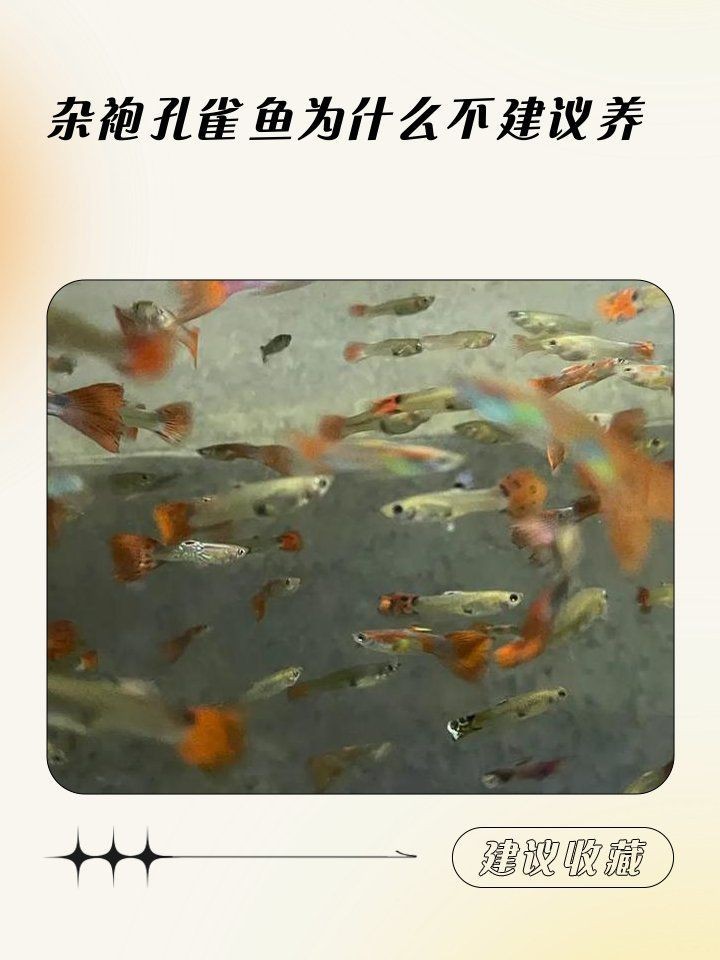 孔雀魚雜袍和純種哪個好【孔雀魚雜袍與純種各有優劣】 孔雀魚雜袍和純種哪個好【孔雀魚雜袍與純種各有優劣】 龍魚百科 第4張