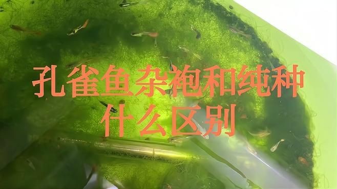 孔雀魚雜袍和純種哪個好【孔雀魚雜袍與純種各有優劣】 孔雀魚雜袍和純種哪個好【孔雀魚雜袍與純種各有優劣】 龍魚百科 第1張