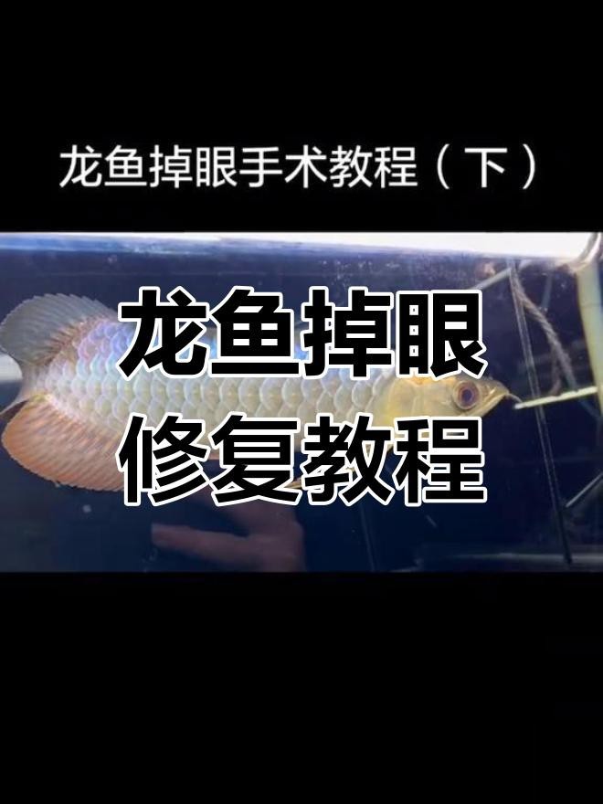 龍魚掉眼手術后多久恢復？【魚之樂龍魚掉眼手術后的恢復時間因個體差異而異】 龍魚掉眼手術后多久恢復？【魚之樂龍魚掉眼手術后的恢復時間因個體差異而異】 龍魚百科 第1張