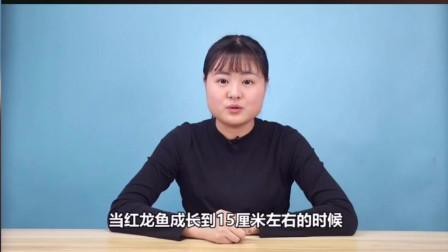 紅龍魚發(fā)色期間如何喂食？【養(yǎng)魚說如何把控龍魚發(fā)色量】 紅龍魚發(fā)色期間如何喂食？【養(yǎng)魚說如何把控龍魚發(fā)色量】 龍魚百科 第2張