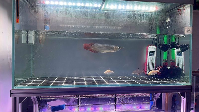 紅龍魚發(fā)色期間如何喂食？【養(yǎng)魚說如何把控龍魚發(fā)色量】 紅龍魚發(fā)色期間如何喂食？【養(yǎng)魚說如何把控龍魚發(fā)色量】 龍魚百科 第8張