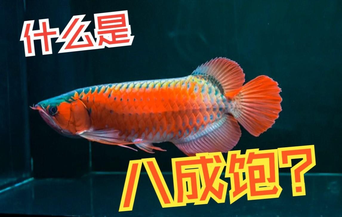 如何判斷紅龍魚是否吃飽【如何判斷紅龍魚是否吃飽三個階段教你輕松觀察】