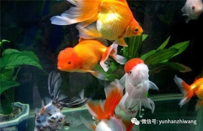 金魚魚鱗脫落露肉多久會死【金魚掉魚鱗怎么回事】