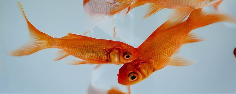 金魚魚鱗脫落露肉多久會死【金魚掉魚鱗怎么回事】