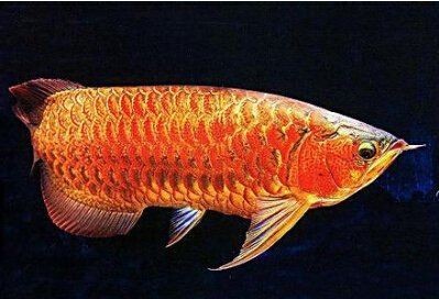 龍魚辟邪嗎【**龍魚辟邪嗎今日頭條鎮宅最厲害三個魚搜狐新聞風水魚】 龍魚辟邪嗎【**龍魚辟邪嗎今日頭條鎮宅最厲害三個魚搜狐新聞風水魚】 龍魚百科 第6張