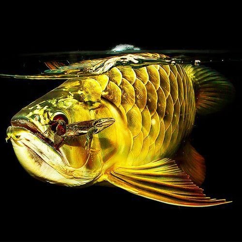金龍魚過背詳細圖解【《金龍魚過背詳細圖解》為金龍魚愛好者提供了全面且深入的視覺與知識指引】