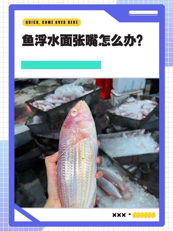 龍魚張嘴呼吸多久需要治療？【justin途魚張嘴呼吸頻率很快怎么回事譽(yù)祥祥知識(shí)】