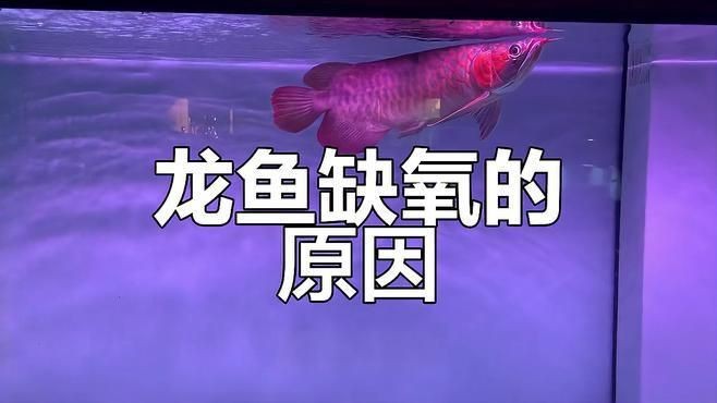 龍魚張嘴呼吸多久需要治療？【justin途魚張嘴呼吸頻率很快怎么回事譽(yù)祥祥知識】