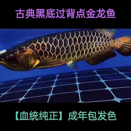 細(xì)框過(guò)背金龍最簡(jiǎn)單三個(gè)步驟圖片【《細(xì)框過(guò)背金龍繪制簡(jiǎn)單三步》**】 細(xì)框過(guò)背金龍最簡(jiǎn)單三個(gè)步驟圖片【《細(xì)框過(guò)背金龍繪制簡(jiǎn)單三步》**】 龍魚百科 第6張