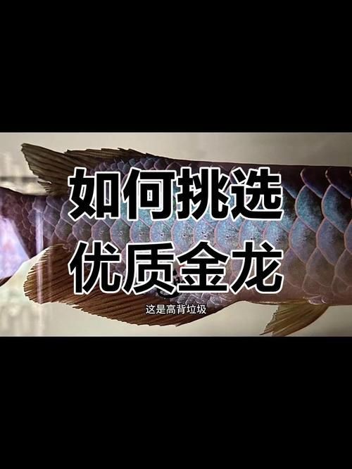 細(xì)框過(guò)背金龍最簡(jiǎn)單三個(gè)步驟圖片【《細(xì)框過(guò)背金龍繪制簡(jiǎn)單三步》**】 細(xì)框過(guò)背金龍最簡(jiǎn)單三個(gè)步驟圖片【《細(xì)框過(guò)背金龍繪制簡(jiǎn)單三步》**】 龍魚百科 第17張