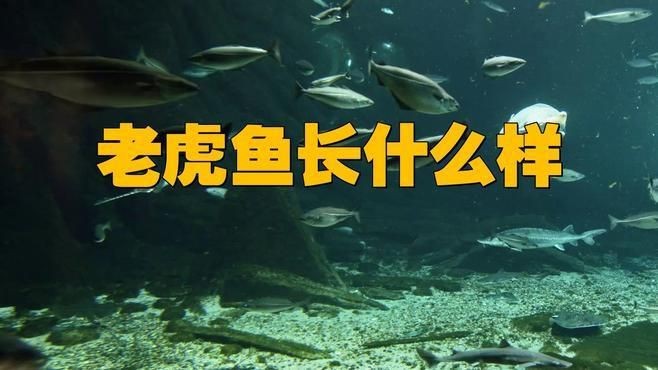 老虎魚叫什么魚【老虎魚是什么魚】 老虎魚叫什么魚【老虎魚是什么魚】 龍魚百科 第1張