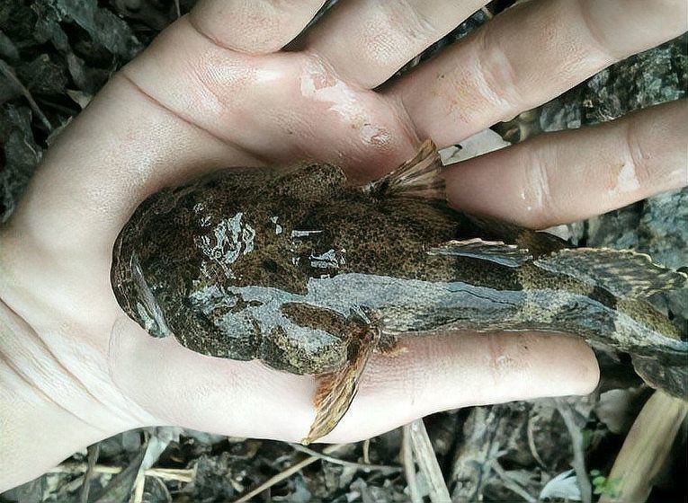 老虎魚叫什么魚【老虎魚是什么魚】 老虎魚叫什么魚【老虎魚是什么魚】 龍魚百科 第5張
