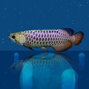 藍麒麟過背龍魚最忌三種食材圖片【養(yǎng)龍魚的風水講究你相信嗎】 藍麒麟過背龍魚最忌三種食材圖片【養(yǎng)龍魚的風水講究你相信嗎】 龍魚百科 第10張