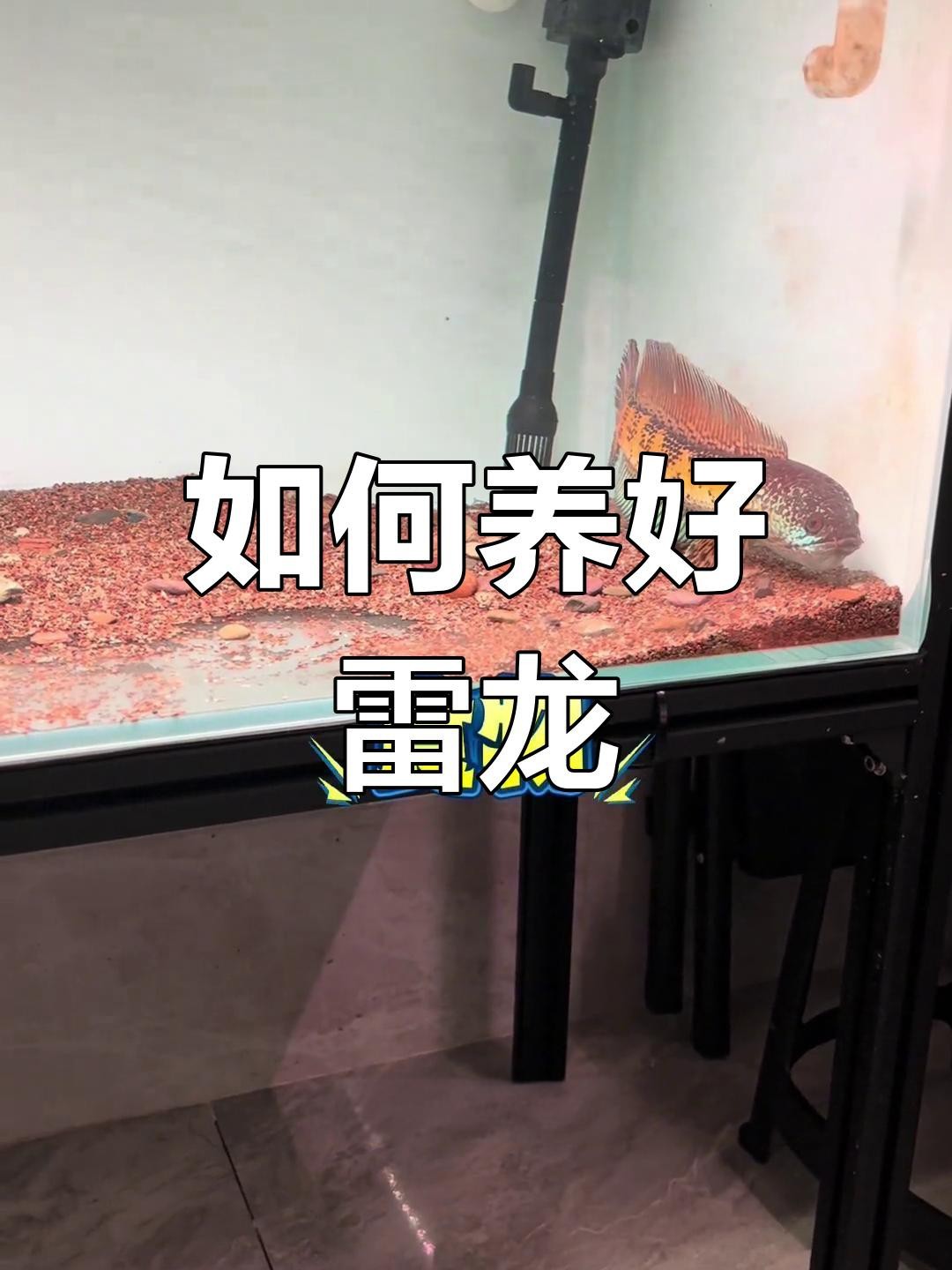 哪種雷龍魚最適合新手飼養？【新手養雷龍全攻略，黃金眼鏡蛇雷龍魚最值得養的三大品種】