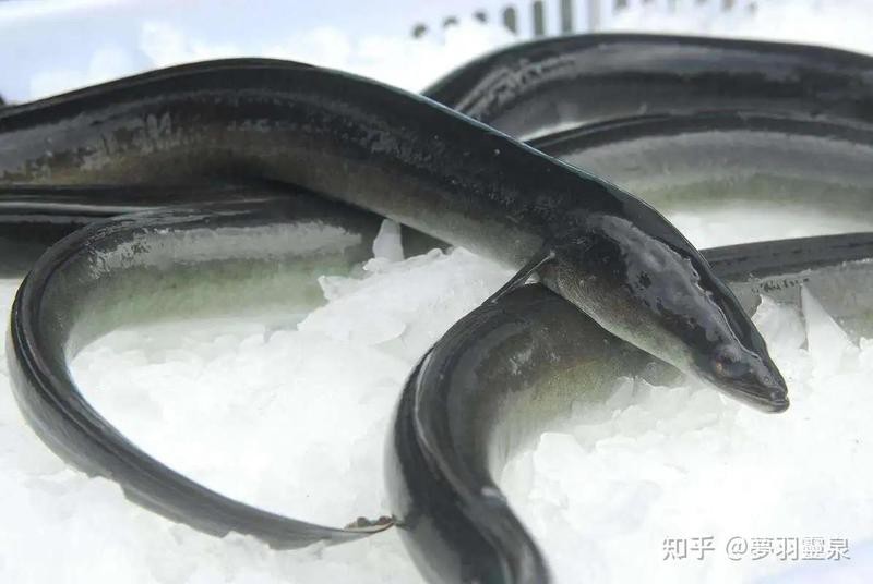 電鰻正確讀音【\