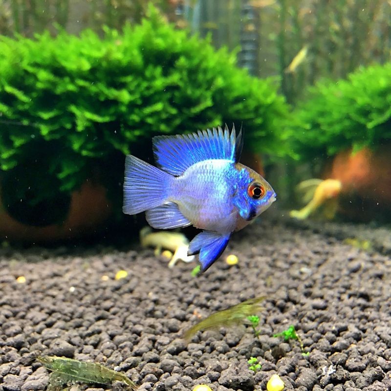藍(lán)玉鳳凰屬于什么魚【湛藍(lán)寶石魚)湛藍(lán)寶石魚)湛藍(lán)寶石魚)湛藍(lán)寶石魚】