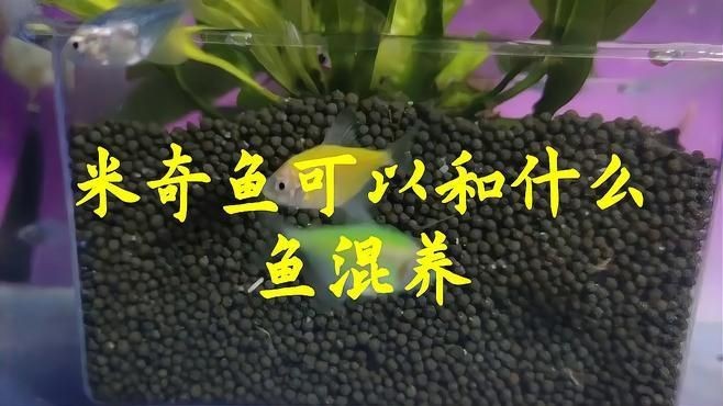 米奇魚和什么魚混養(yǎng)好【米奇魚與孔雀魚能混養(yǎng)嗎】 米奇魚和什么魚混養(yǎng)好【米奇魚與孔雀魚能混養(yǎng)嗎】 龍魚百科 第2張
