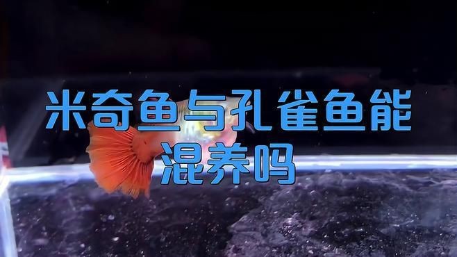 米奇魚和什么魚混養(yǎng)好【米奇魚與孔雀魚能混養(yǎng)嗎】 米奇魚和什么魚混養(yǎng)好【米奇魚與孔雀魚能混養(yǎng)嗎】 龍魚百科 第1張