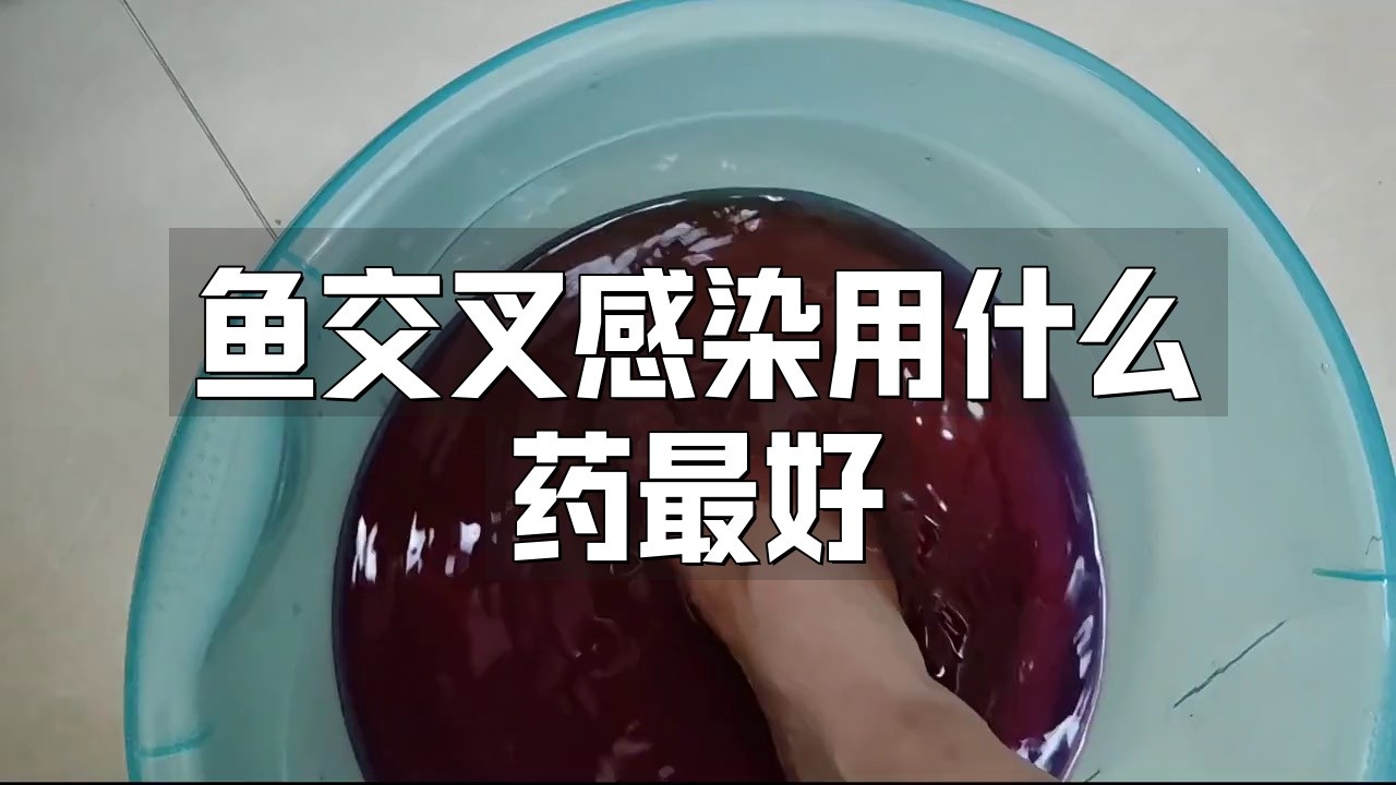 龍魚交叉感染后如何治療？【魚交叉感染用什么藥最好康健藥坊龍魚交叉感染用什么藥最好】