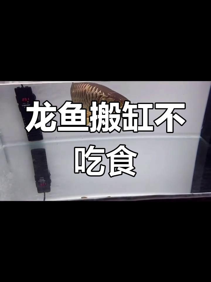 龍魚拒食多久需要治療？【龍魚不吃食怎么辦】 龍魚拒食多久需要治療？【龍魚不吃食怎么辦】 龍魚百科 第2張