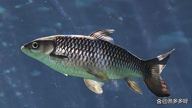 魚真菌感染用什么藥最好【魚真菌感染用什么藥最好魚真菌感染用什么藥最好】 龍魚百科 第13張 魚真菌感染用什么藥最好【魚真菌感染用什么藥最好魚真菌感染用什么藥最好】 魚真菌感染用什么藥最好【魚真菌感染用什么藥最好魚真菌感染用什么藥最好】 龍魚百科 第13張