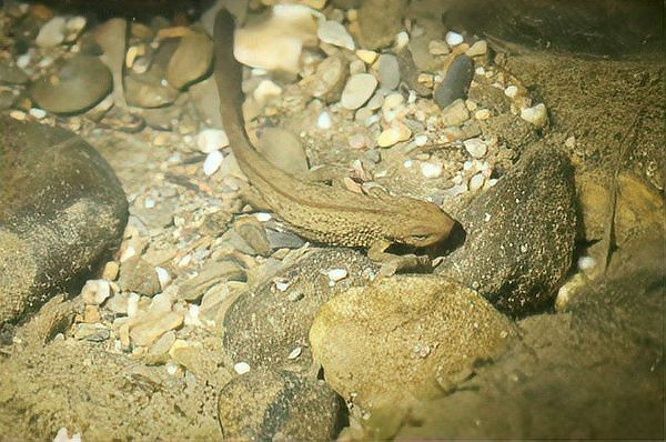 四腳魚多少錢一只【四腳怪魚的價(jià)格】 四腳魚多少錢一只【四腳怪魚的價(jià)格】 龍魚論壇 第2張