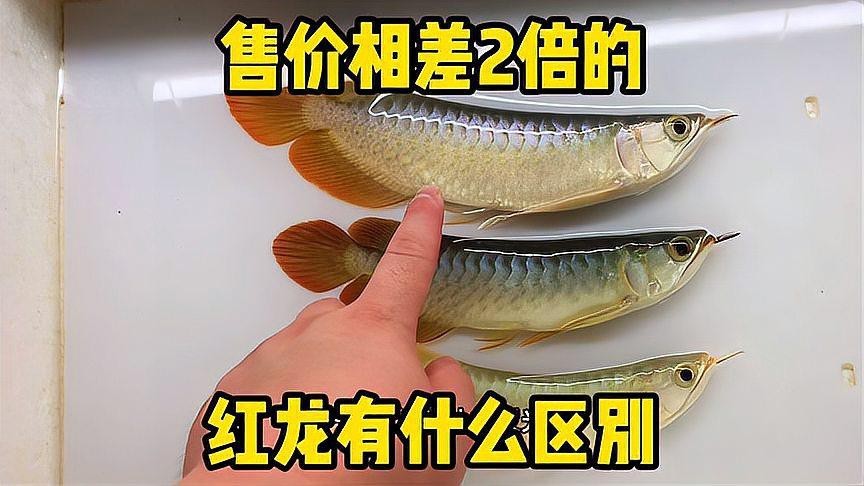 大湖魚紅龍和普通紅龍區別【域魚紅龍與普通紅龍在多個方面存在顯著的體型差異】