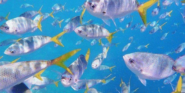 能否提供更多關于濾材的信息？【養魚必須知道這些全網好文精選,魚缸濾材怎么選】