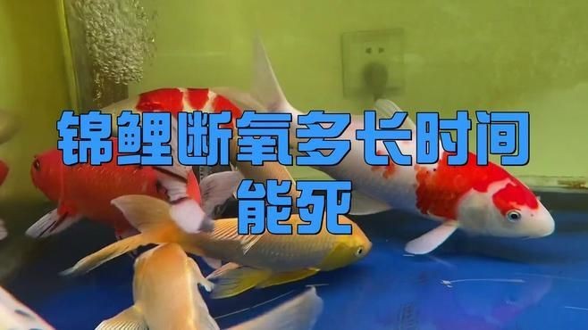 蝴蝶鯉不打氧多久會死【蝴蝶鯉不加氧氣會死嗎】 蝴蝶鯉不打氧多久會死【蝴蝶鯉不加氧氣會死嗎】 龍魚論壇 第3張