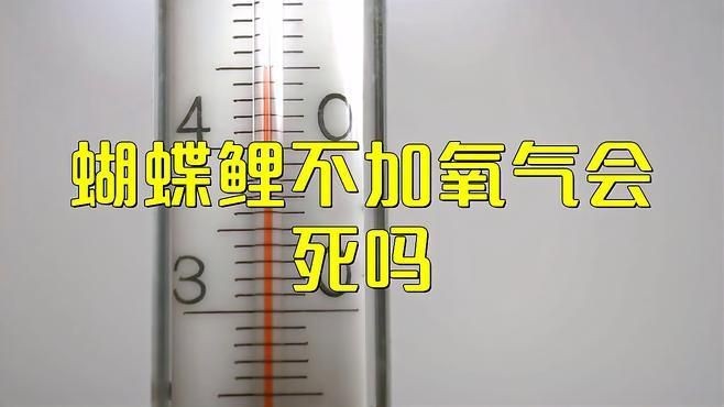 蝴蝶鯉不打氧多久會死【蝴蝶鯉不加氧氣會死嗎】 蝴蝶鯉不打氧多久會死【蝴蝶鯉不加氧氣會死嗎】 龍魚論壇 第1張