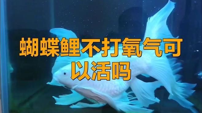 蝴蝶鯉不打氧多久會死【蝴蝶鯉不加氧氣會死嗎】 蝴蝶鯉不打氧多久會死【蝴蝶鯉不加氧氣會死嗎】 龍魚論壇 第5張