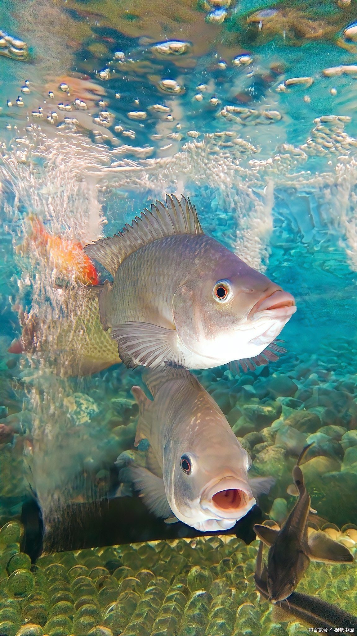 龍頭魚擺件換水后如何保持水質？【魚池大換水后，這些事項你得知道】
