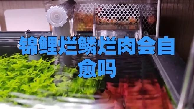 魚(yú)身上潰爛能自愈嗎？【魚(yú)身上潰爛通常較難自愈,*1.不同魚(yú)類(lèi)的自愈能力】