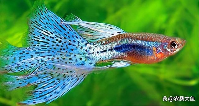 孔雀魚最愛3種水果【《孔雀魚最愛3種水果投喂頻次，但需相應減少其他水果》】 孔雀魚最愛3種水果【《孔雀魚最愛3種水果投喂頻次，但需相應減少其他水果》】 龍魚論壇 第3張