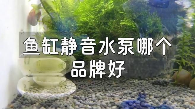 哪種牌子的水族箱水泵最靜音【什么牌子的水族箱水泵最靜音】