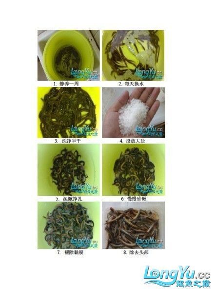 龍魚喂泥鰍好處和壞處【魚喂泥鰍有一定好處和壞處和壞處和壞處氧寵博士李咩咩】