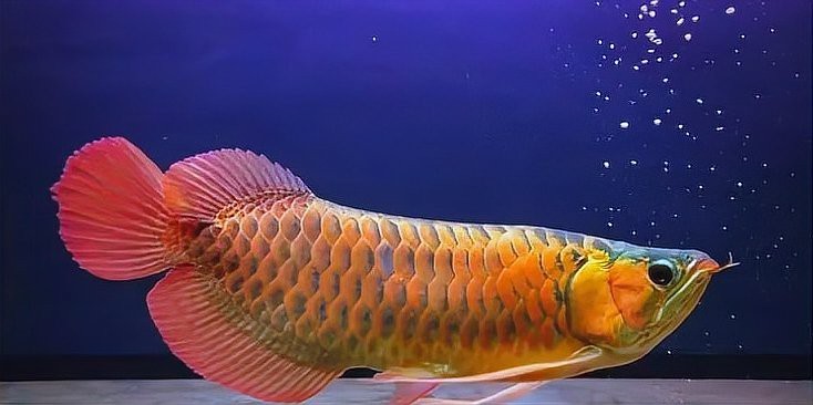 龍魚喂泥鰍好處和壞處【魚喂泥鰍有一定好處和壞處和壞處和壞處氧寵博士李咩咩】