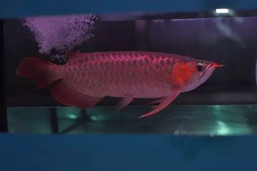 龍魚喂泥鰍好處和壞處【魚喂泥鰍有一定好處和壞處和壞處和壞處氧寵博士李咩咩】